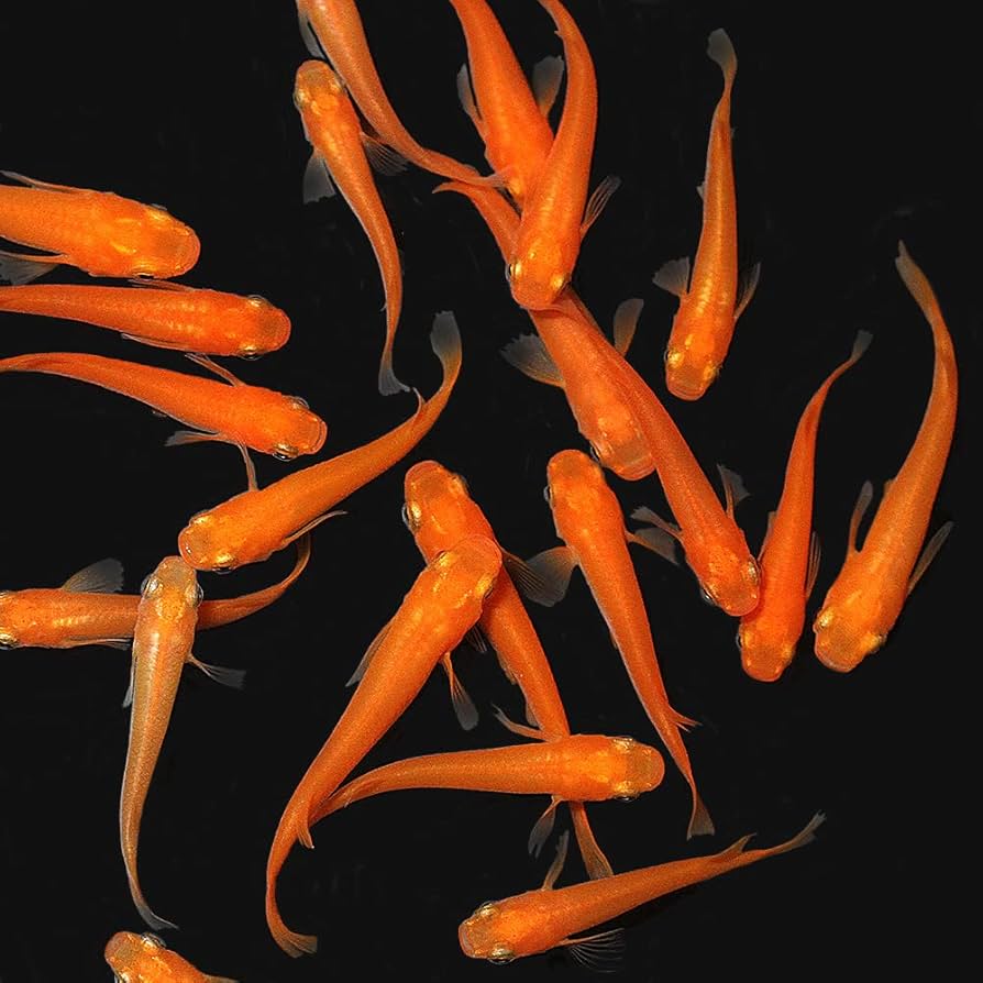 old Tibetan coral　※色味について必ず説明をご確認ください 世界で唯一の植物由来宝石 琥珀 による “Plant Origin Jewelry